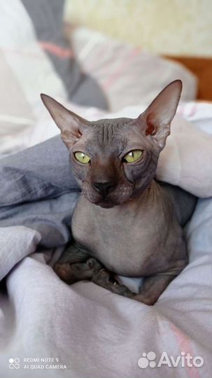 Донской сфинкс вязка