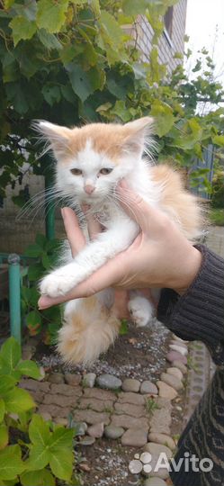 Маленькая кошка Алиса