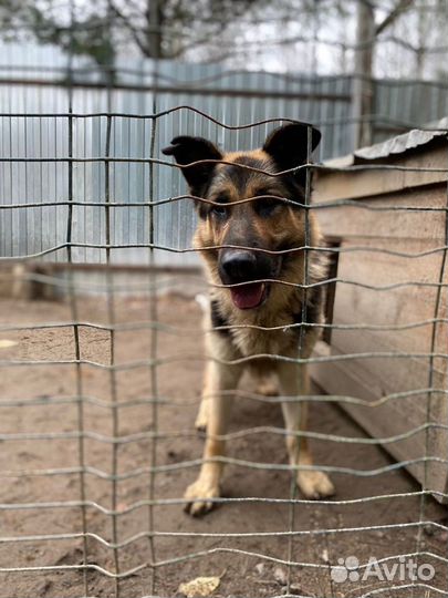 Отдам в добрые руки