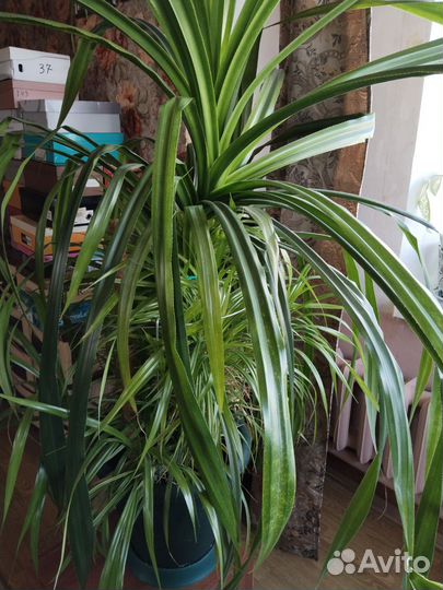 Пальма панданус