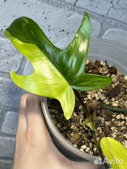 Филодедрон magic mask