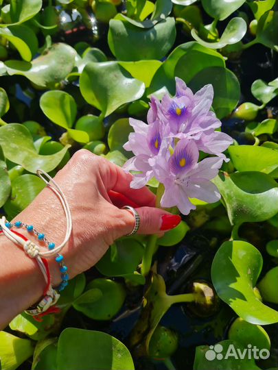 Эйхорния водяной гиацинт