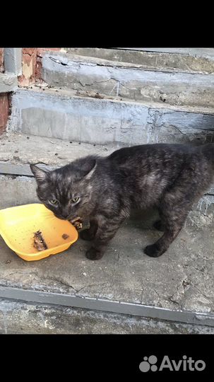 Кот в добрые руки