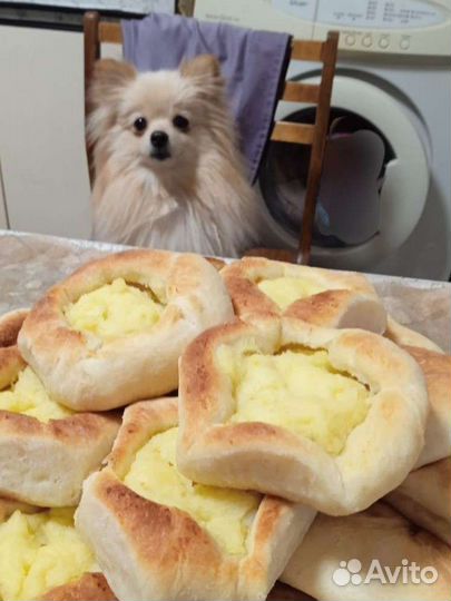 Немецкий шпиц