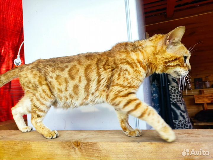 Кошки бенгальской породы. Взрослые. Бесплатно