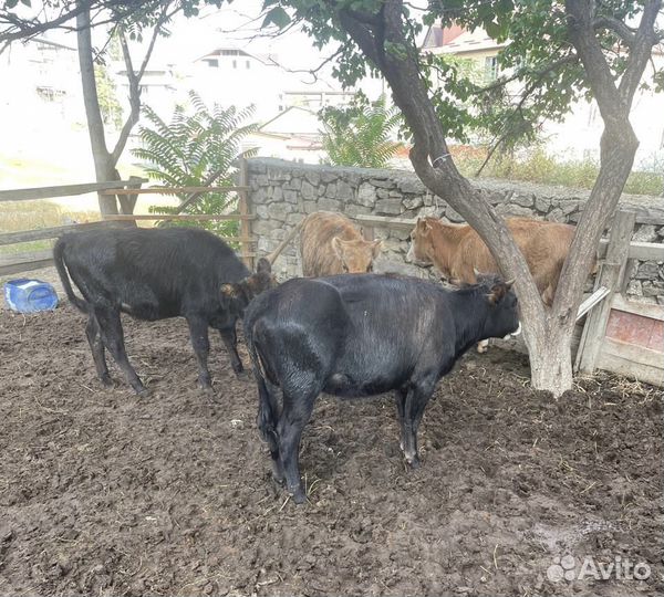 Продаются бычки