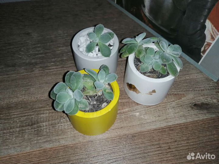 Суккуленты