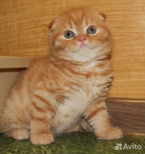 Шотландские вислоухие котята