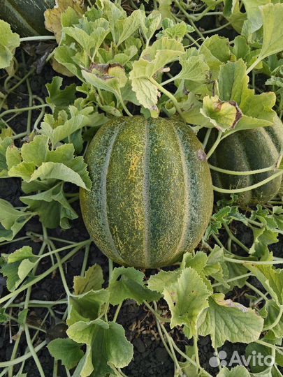 Дыня эфиопка