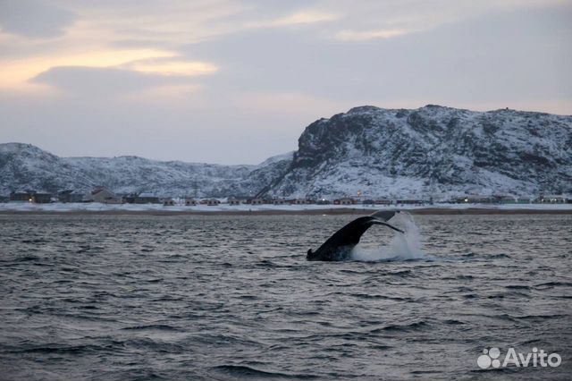 Териберка поиск китов, морская прогулка объявление продам