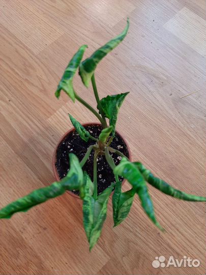 Сингониумы сортовые