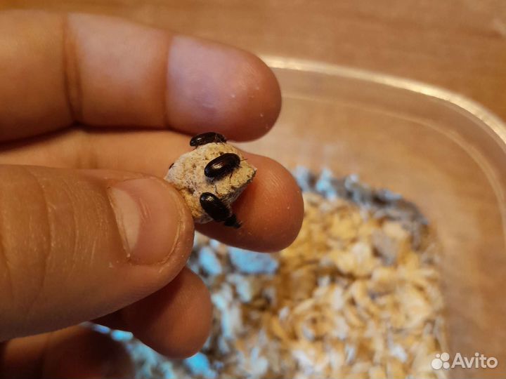 Жук знахарь