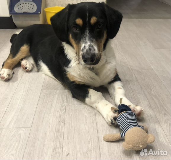 Собака в добрые руки