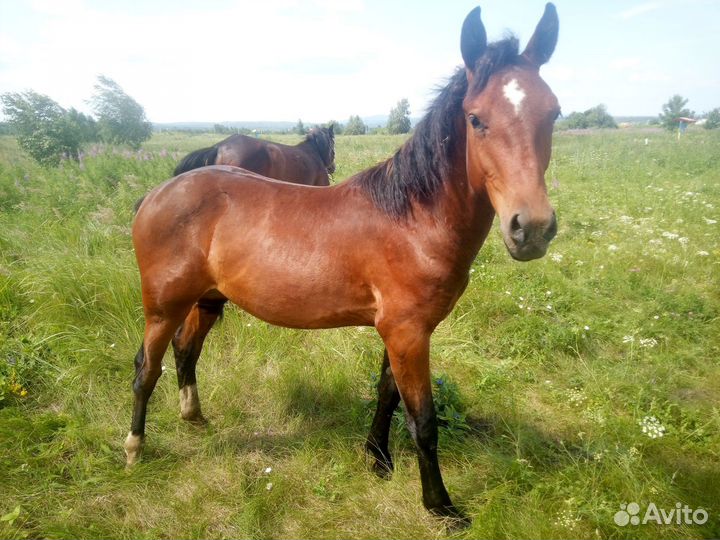 Кобыла и жеребенок