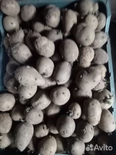 Продам семенной картофель