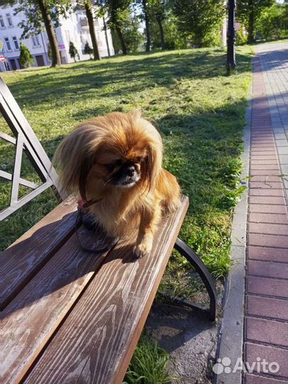 Щенки пекинеса