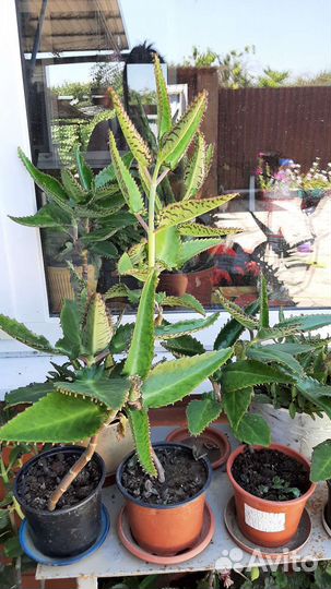 Каланхоэ,декабрист, традесканция, алоэ