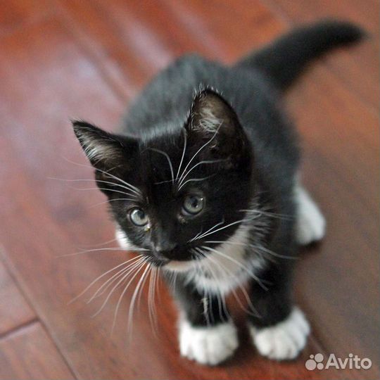 Малыши маркизики черно белые котята бесплатно