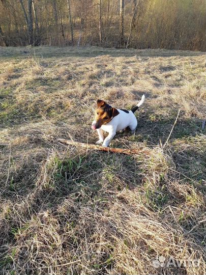 Джек Расел Терьер