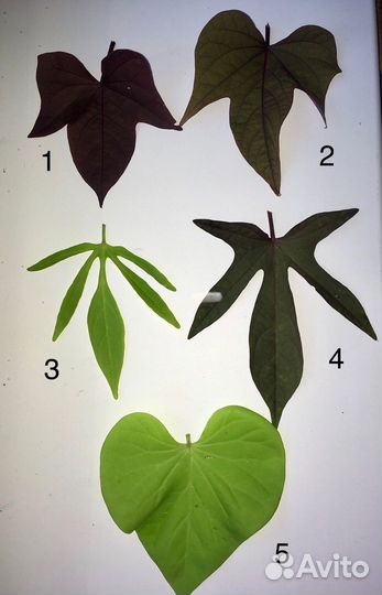 Ипомея батат