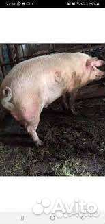 Продается хряк