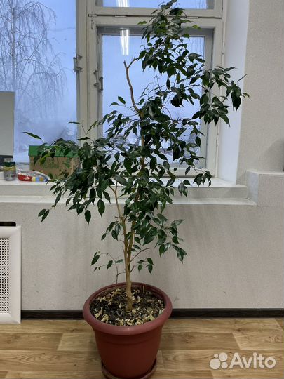 Фикус бенджамина