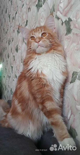 Кот мейн-кун вязка
