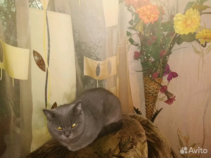 Передержка кошек