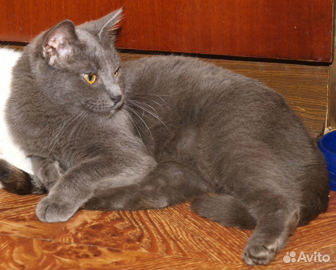 Голубой кот британский кот Анатоль (метис), 3 года