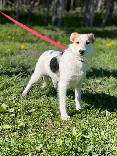 Щенок в добрые руки бесплатно из приюта