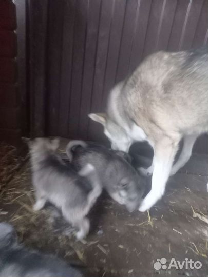 Западно сибирская лайка