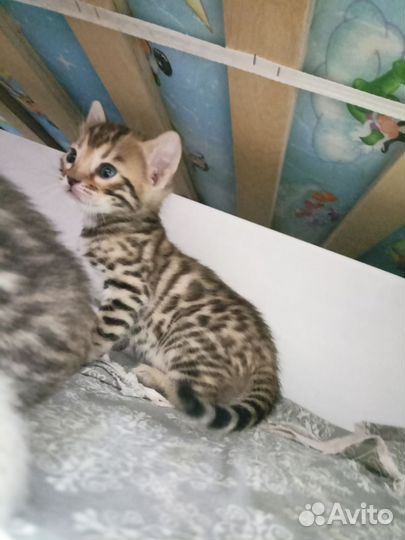 Бенгальские котята