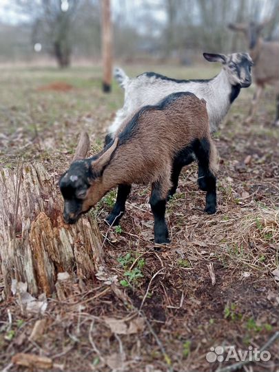 Альпийский козлик