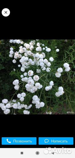 Полезные растения, цветы для дачи