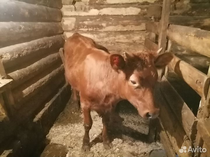 Айширская телка