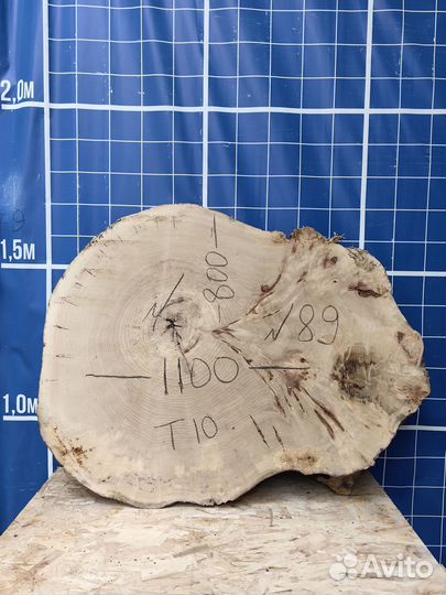 Спил тополя