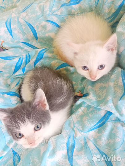 Кот и кошка