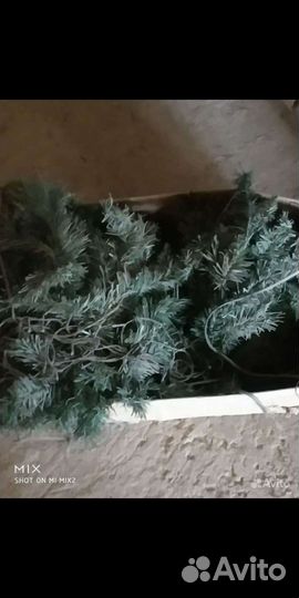 Еловая ветка с гирляндой