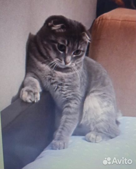 Шотландская вислоухая кошка бесплатно