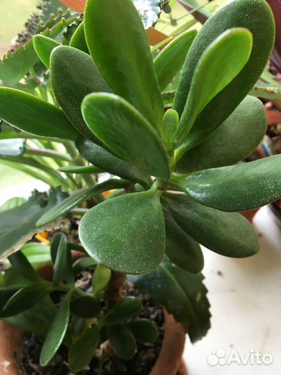 Денежное дерево