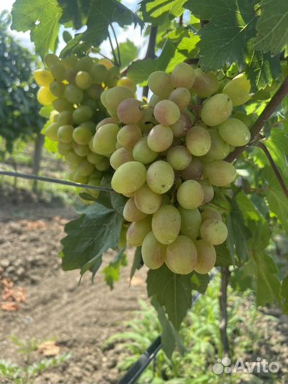 Виноград