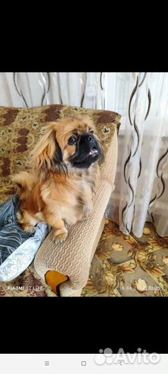 Вязка пекинес