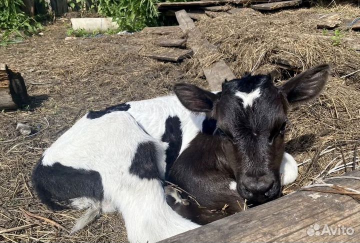 Бычки и телята