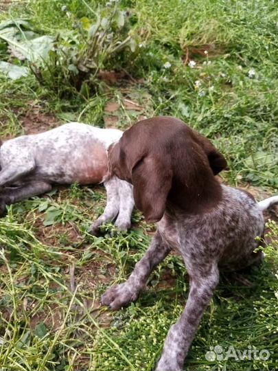 Щенки курцхаара