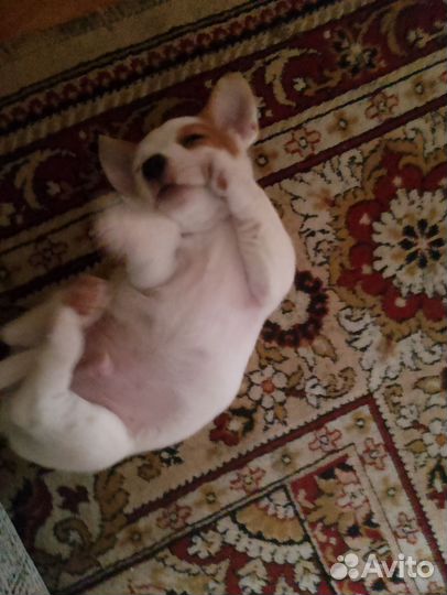 Джек рассел