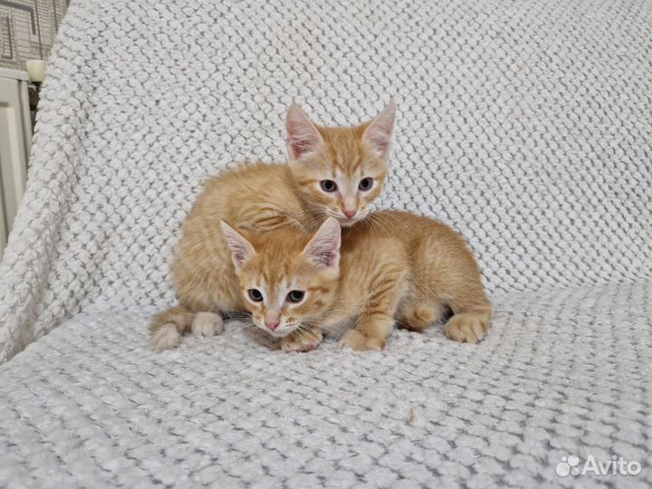 Рыжики в добрые руки