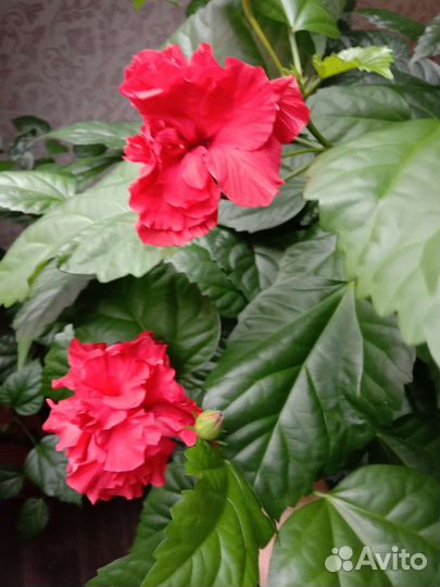 Китайская роза