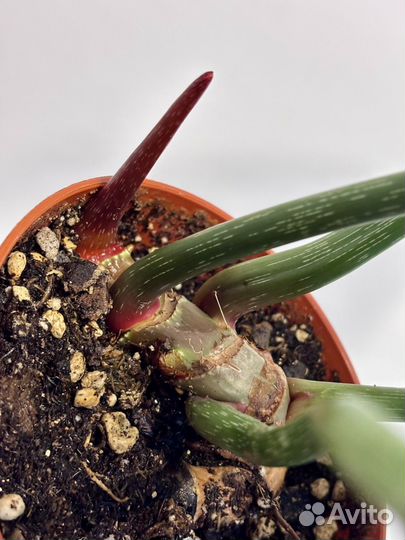 Филодендрон глориозум