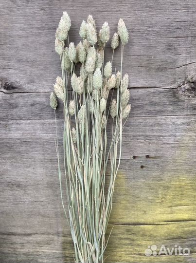 Рогоз и другие сухоцветы