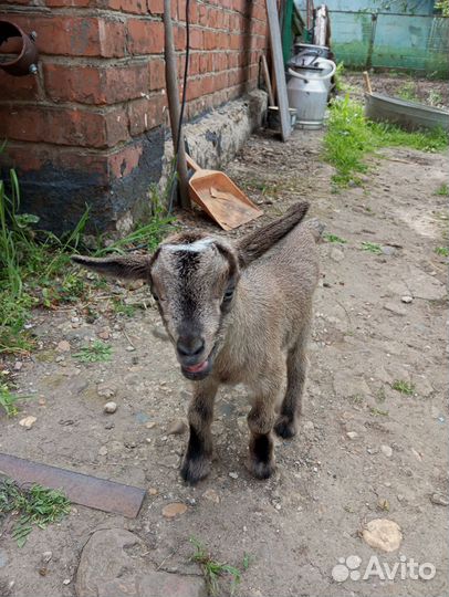 Камерунская карликовая, козы пигмеи